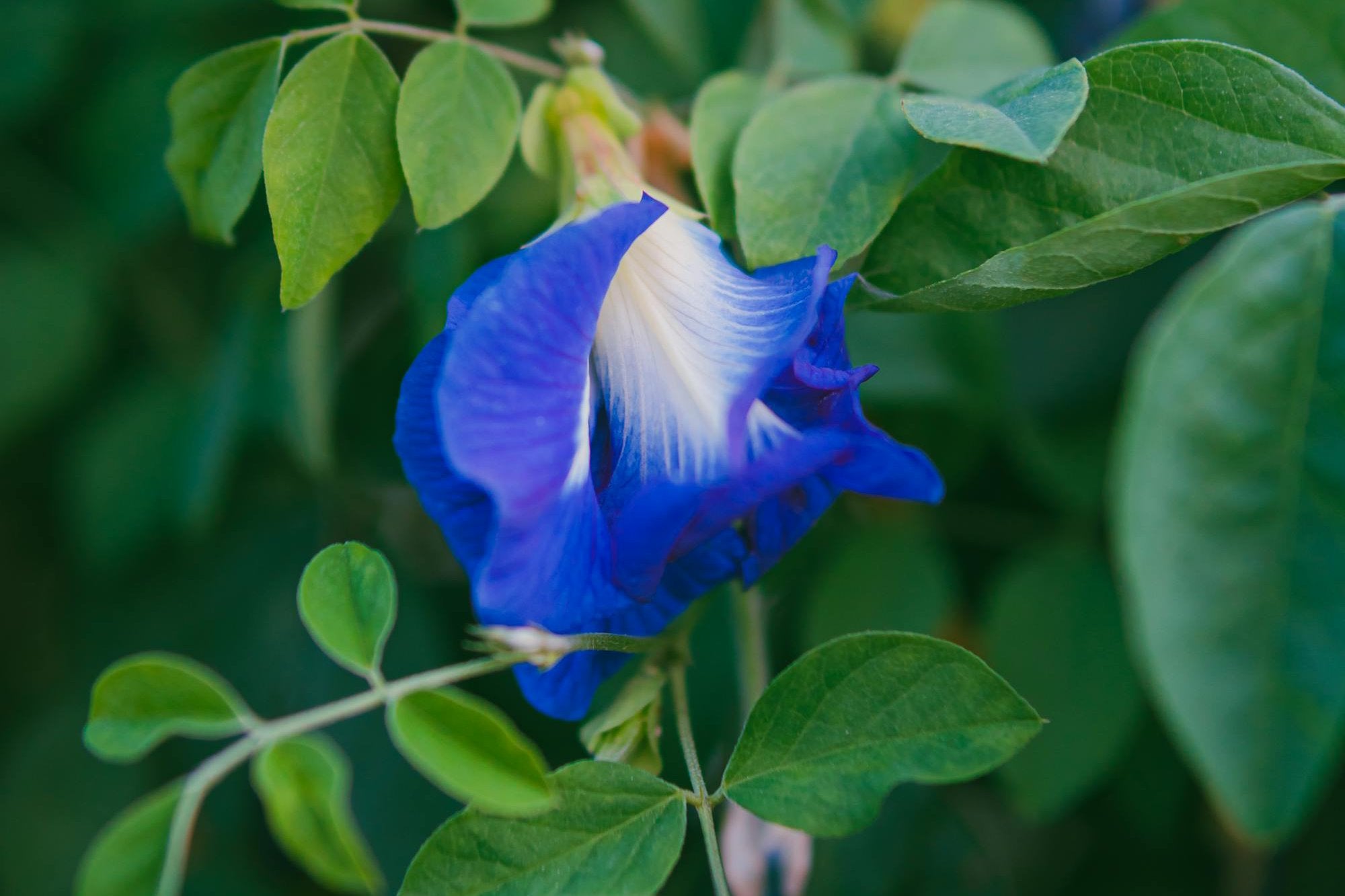 Blaue Schmetterlingserbsenblume