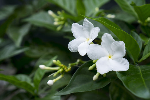 Weiße Jasminblüten